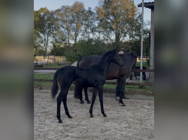 Hanovrien Jument Poulain (05/2026) Bai brun in Schneverdingen