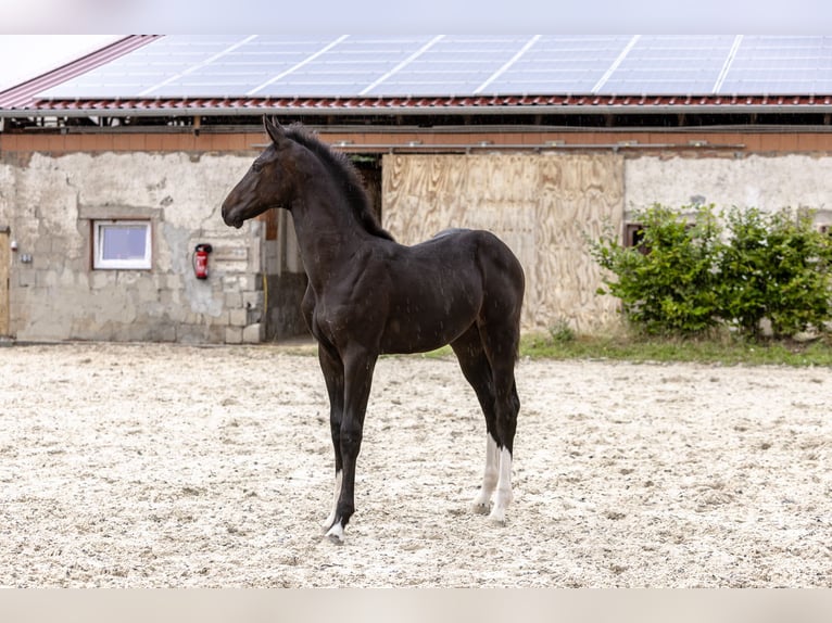 Hanovrien Jument Poulain (05/2026) Bai brun in Ermslebenermsleben