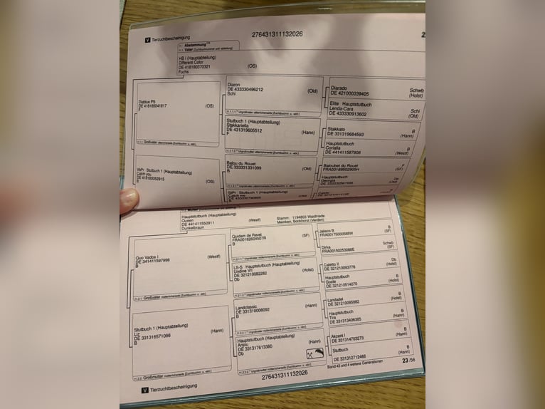 Hanovrien Jument Poulain (06/2026) Bai brun in Königslutter am Elm