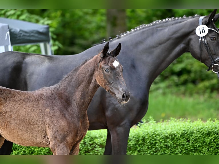 Hanovrien Jument  Bai brun foncé in Bad Bevensen