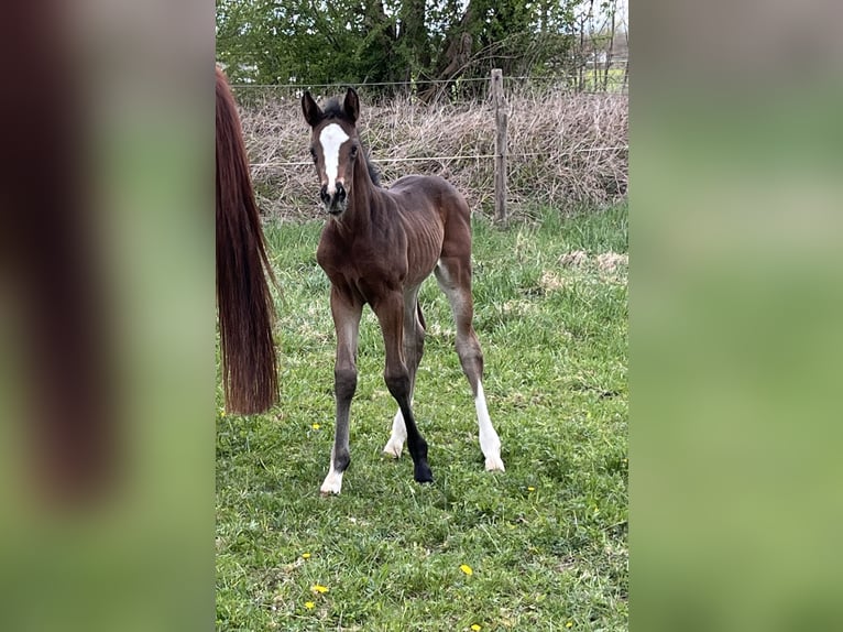 Hanovrien Jument  Bai brun foncé in Ettringen