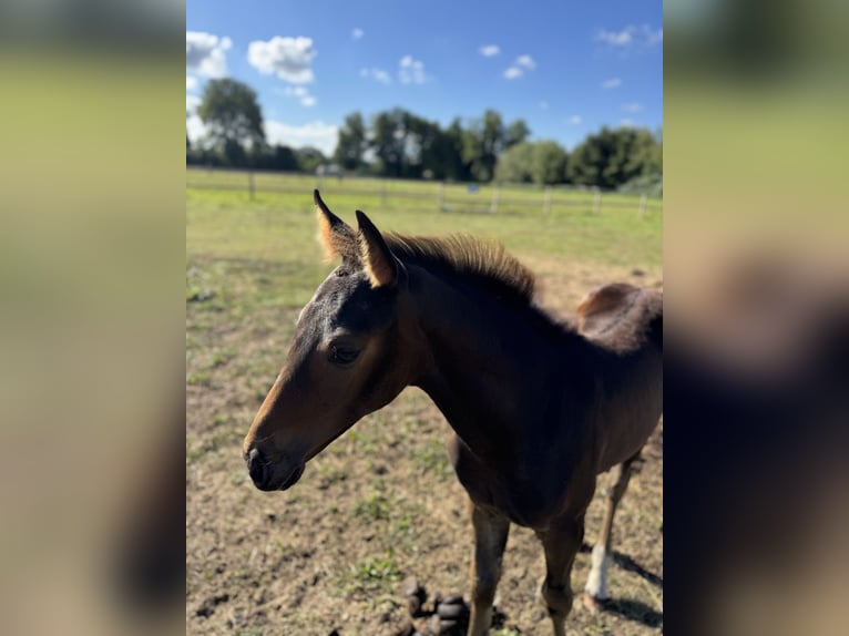 Hanovrien Jument Poulain (04/2025) Bai brun foncé in Wedemark
