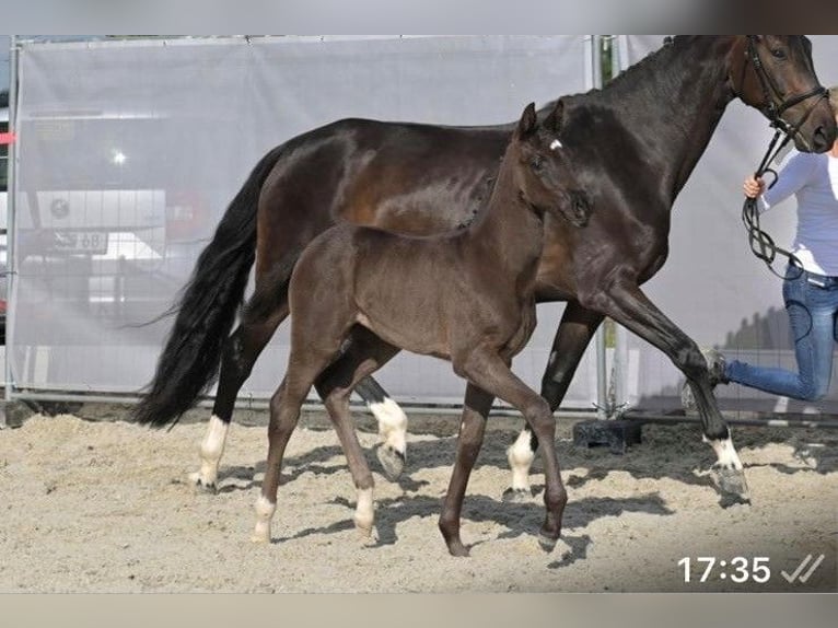 Hanovrien Jument Poulain (04/2025) Bai brun foncé in Steinach