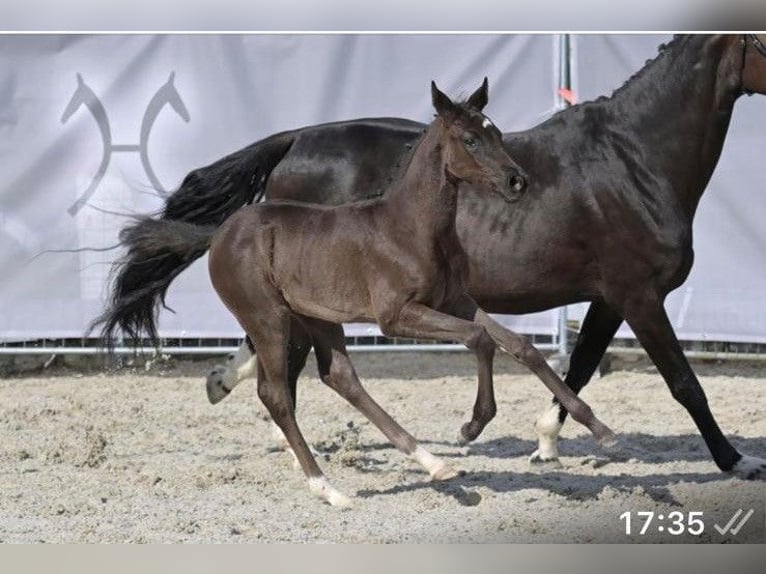 Hanovrien Jument Poulain (04/2025) Bai brun foncé in Steinach