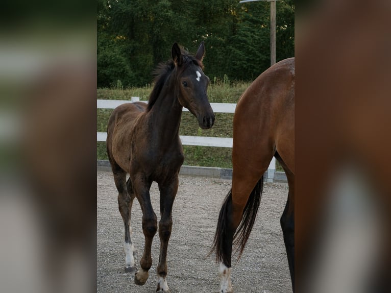 Hanovrien Jument Poulain (05/2026) Bai cerise in Jaroszów