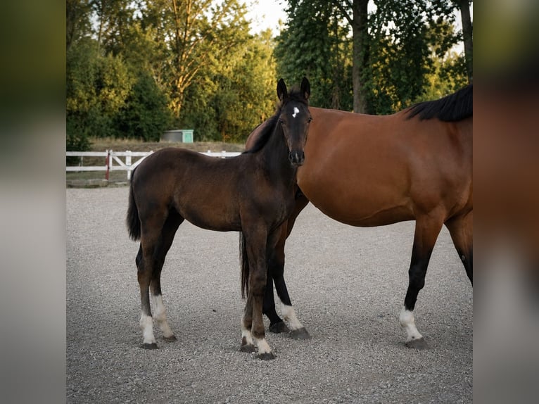 Hanovrien Jument Poulain (05/2026) Bai cerise in Jaroszów