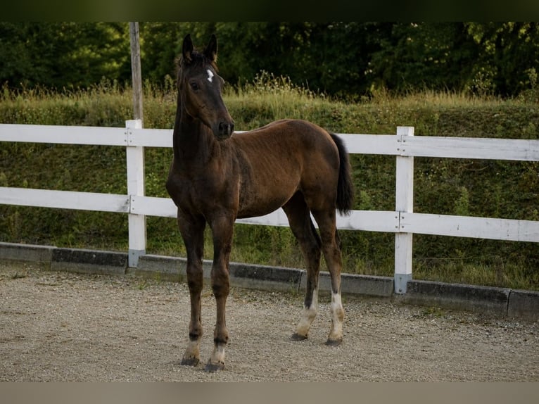 Hanovrien Jument Poulain (05/2026) Bai cerise in Jaroszów