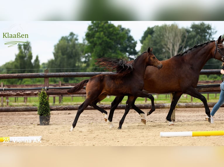 Hanovrien Jument Poulain (03/2025) Bai in Bocholt