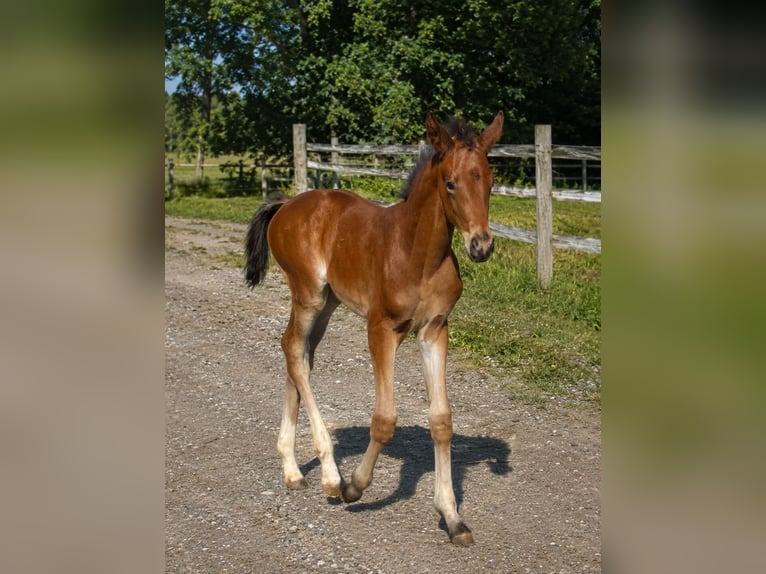 Hanovrien Jument Poulain (05/2026) Bai in Stallhofen