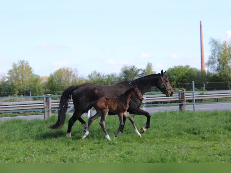 Hanovrien Jument Poulain (04/2026) Bai in Hatten