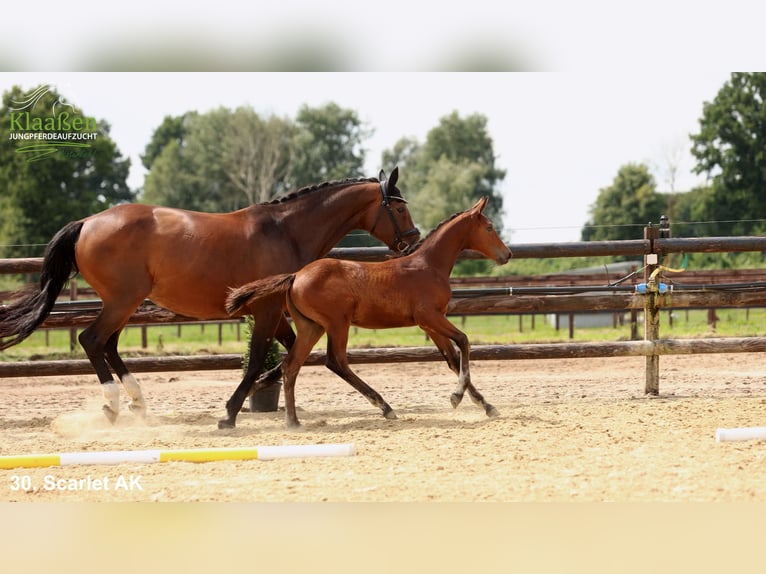 Hanovrien Jument Poulain (04/2025) Bai in Bocholt