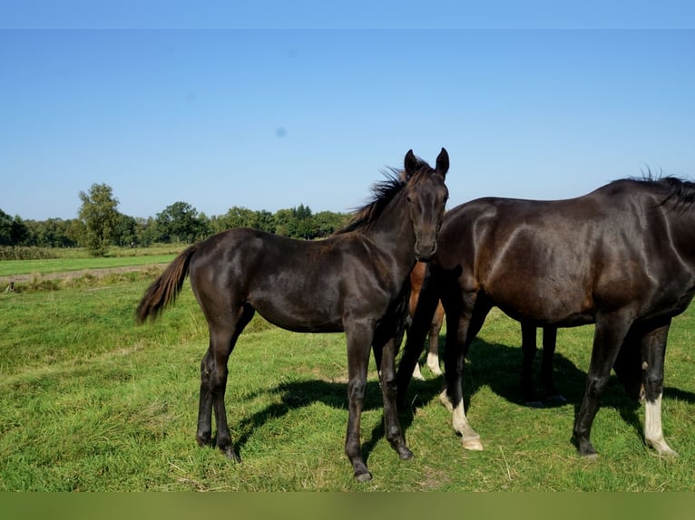 Hanovrien Jument  in Osten