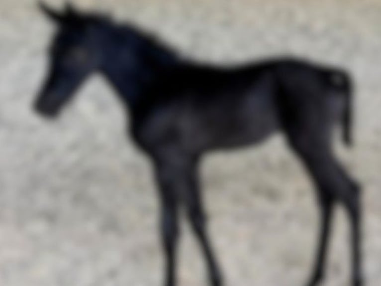 Hanovrien Jument Poulain (05/2026) Noir in Wittstock