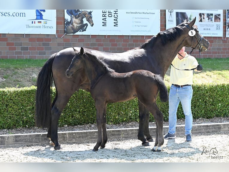 Hanovrien Jument  Noir in Gro&#xDF; Ippener