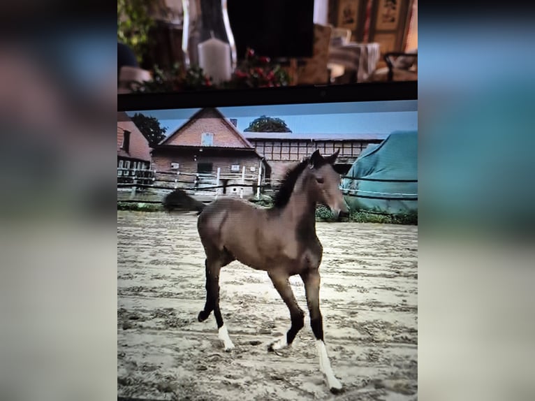 Hanovrien Jument Poulain (05/2025) Peut devenir gris in Bleckede