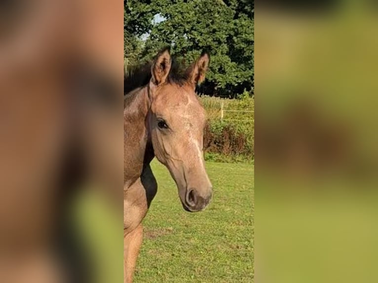 Hanovrien Jument Poulain (04/2025) Peut devenir gris in Schiffdorf