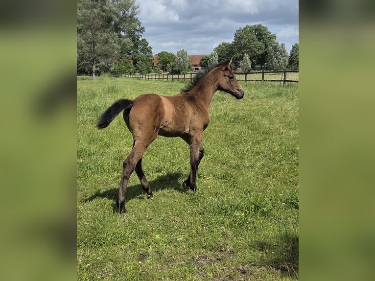 Hanovrien Jument Poulain (04/2026) Peut devenir gris in Eldingen