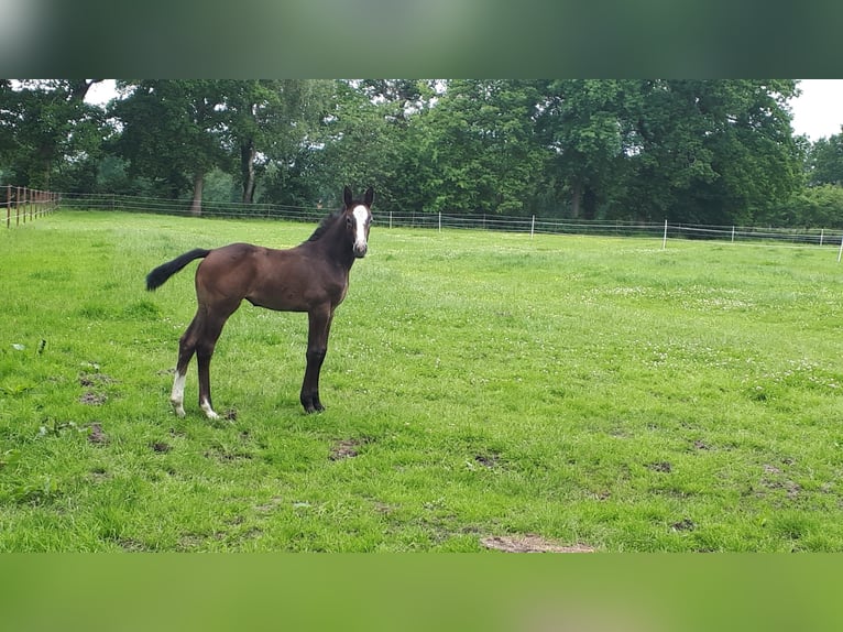 Hanovrien Jument Poulain (04/2025) Peut devenir gris in Friedeburg