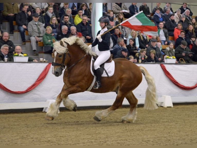 HARALD Renano Stallone in Warendorf