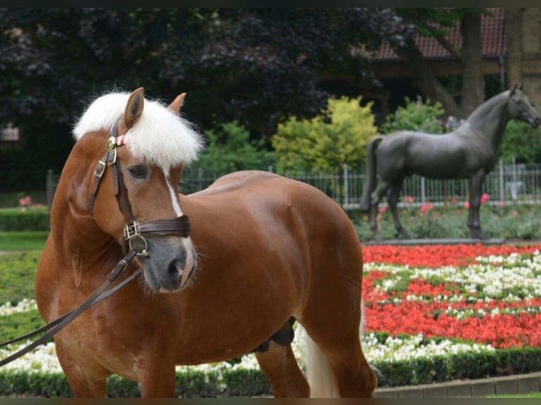 HARALD Reńsko-niemiecki koń zimnokrwisty Ogier Kasztanowata in Warendorf