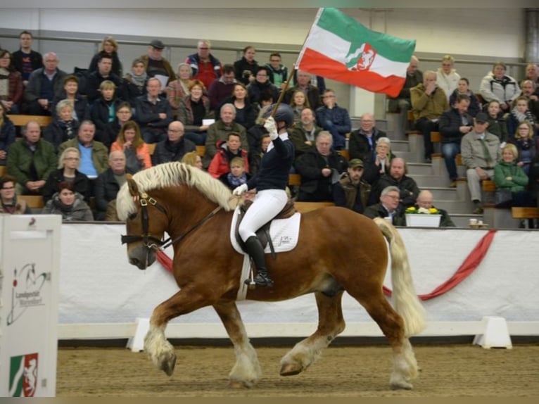 HARALD Reńsko-niemiecki koń zimnokrwisty Ogier Kasztanowata in Warendorf