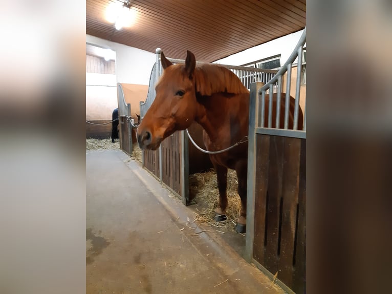 Heavy Warmblood Gelding 10 years 15,2 hh Chestnut in Langenselbold