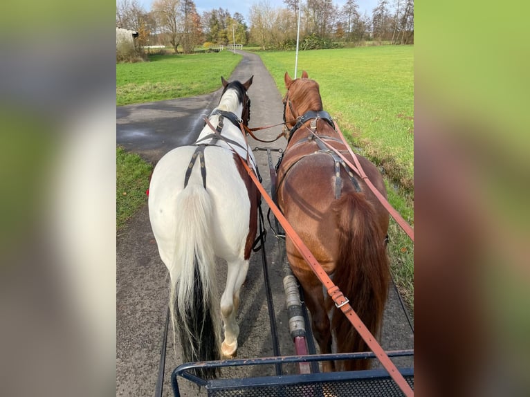 Heavy Warmblood Gelding 10 years 15,2 hh Chestnut in Langenselbold