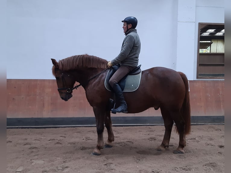 Heavy Warmblood Gelding 10 years 15,2 hh Chestnut in Langenselbold