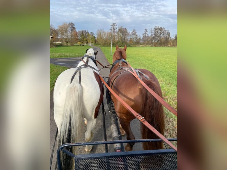 Heavy Warmblood Gelding 10 years 15,2 hh Chestnut in Langenselbold