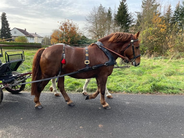 Heavy Warmblood Gelding 10 years 15,2 hh Chestnut in Langenselbold