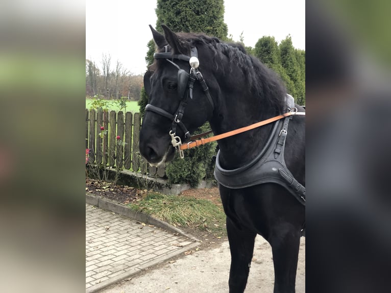 Heavy Warmblood Gelding 10 years 16,1 hh Smoky-Black in Ettersberg