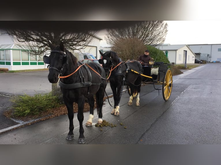 Heavy Warmblood Gelding 10 years 16,1 hh Smoky-Black in Ettersberg