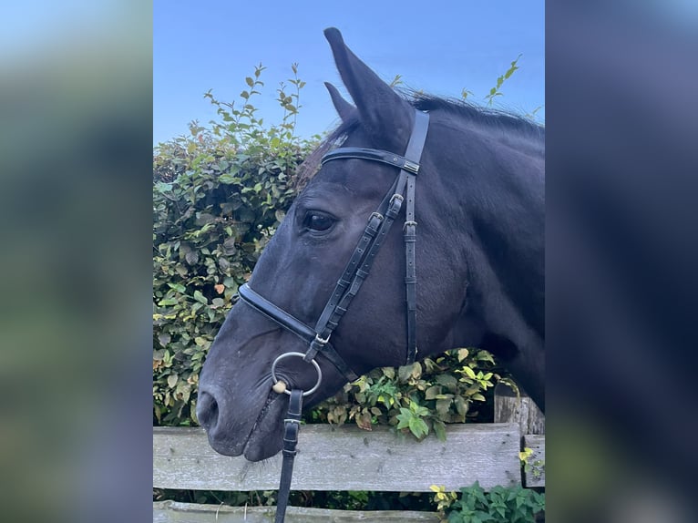 Heavy Warmblood Gelding 10 years 16,2 hh Black in Einbeck