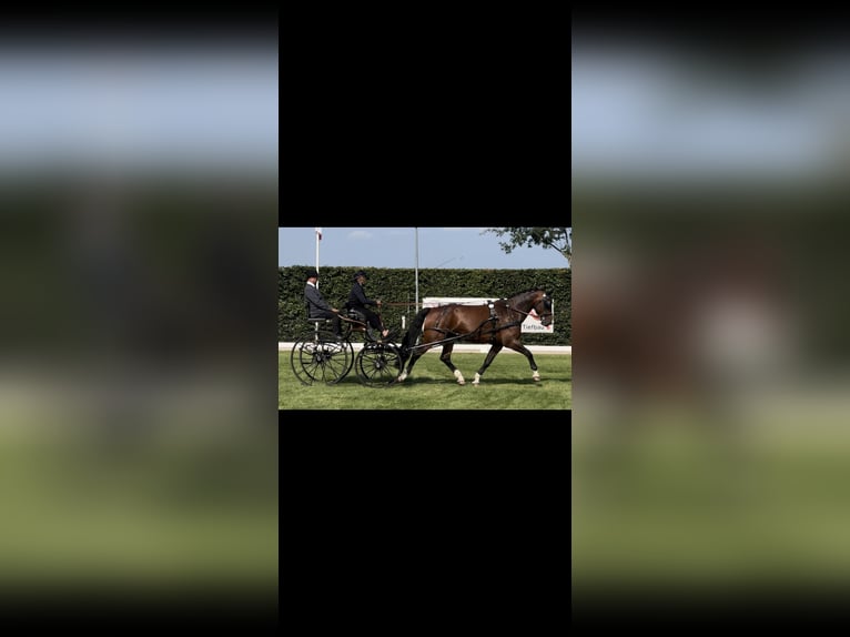 Heavy Warmblood Gelding 10 years 16.3 hh Brown in Herzberg