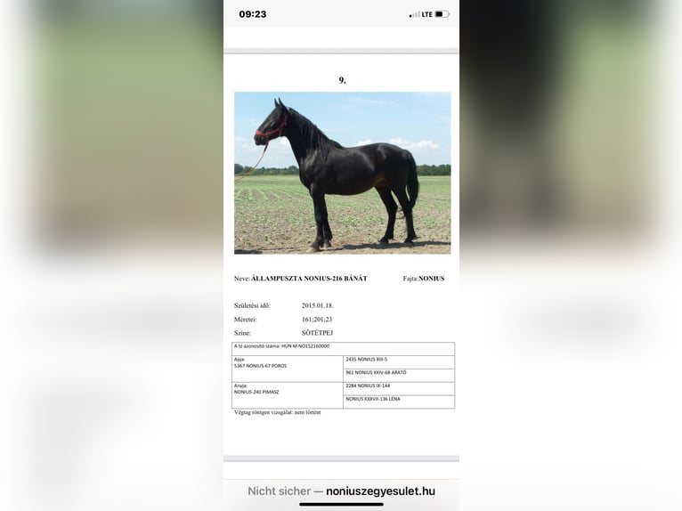 Heavy Warmblood Gelding 10 years 16 hh Black in Altlandsberg