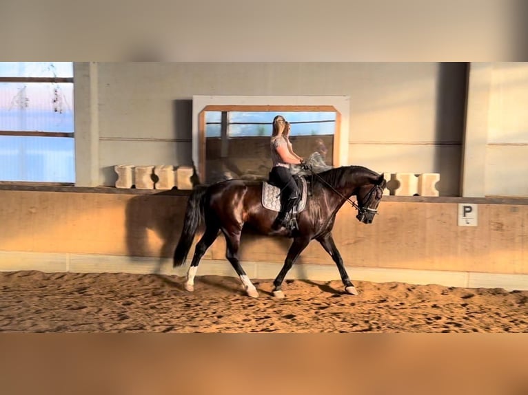 Heavy Warmblood Gelding 10 years 17.2 hh Black in Mittelstetten