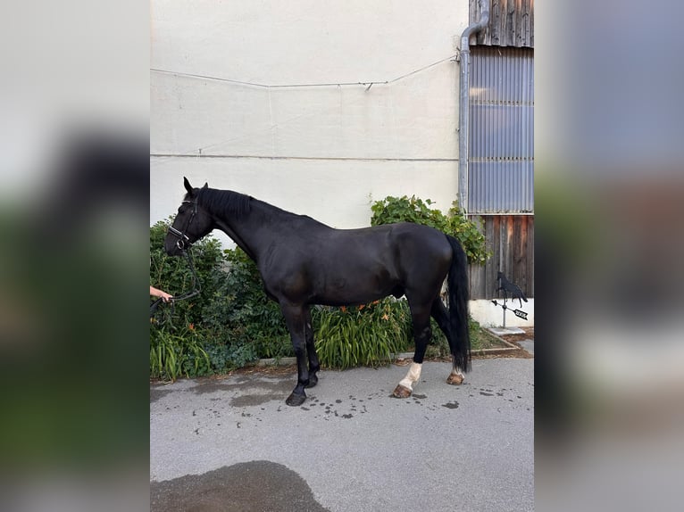 Heavy Warmblood Gelding 10 years 17.2 hh Black in Mittelstetten