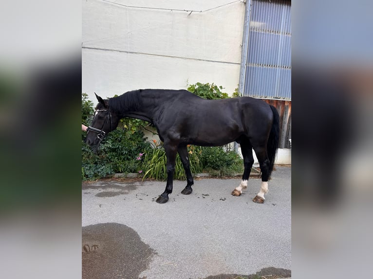 Heavy Warmblood Gelding 10 years 17.2 hh Black in Mittelstetten