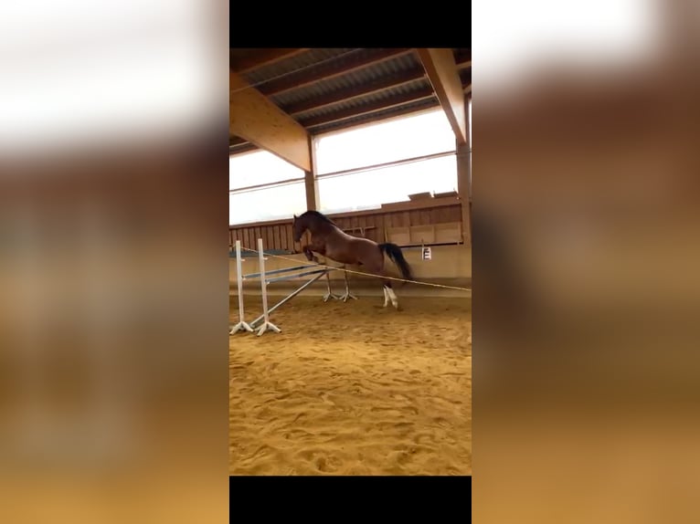 Heavy Warmblood Gelding 11 years 15,2 hh Brown in Letschin