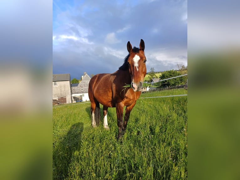 Heavy Warmblood Gelding 11 years 15,2 hh Brown in Letschin