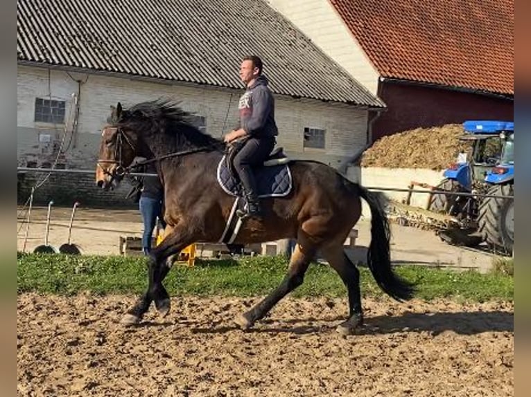 Heavy Warmblood Gelding 11 years 16,1 hh Brown in Elze Esbeck