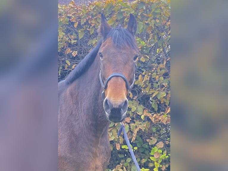 Heavy Warmblood Gelding 11 years 16,1 hh Brown in Elze Esbeck