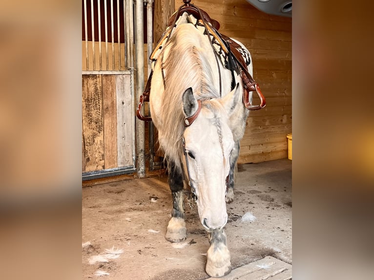 Heavy Warmblood Gelding 11 years 16 hh Grey-Dapple in Frickingen
