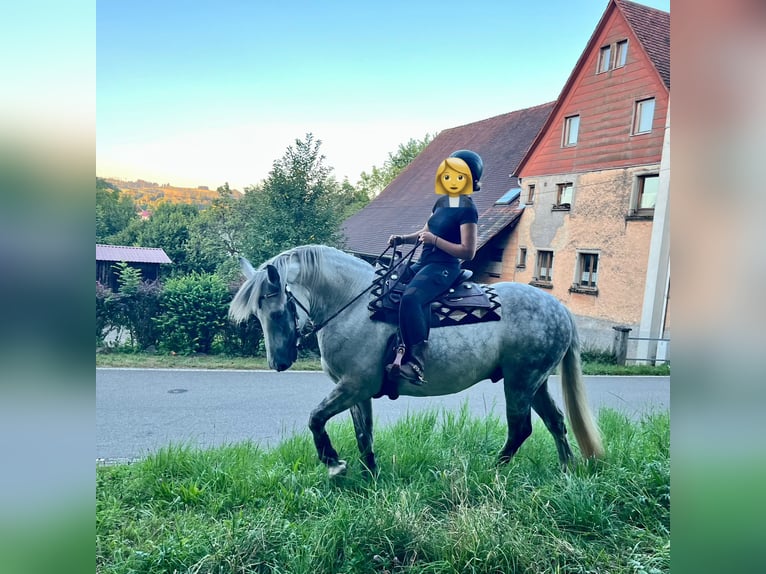 Heavy Warmblood Gelding 11 years 16 hh Grey-Dapple in Frickingen