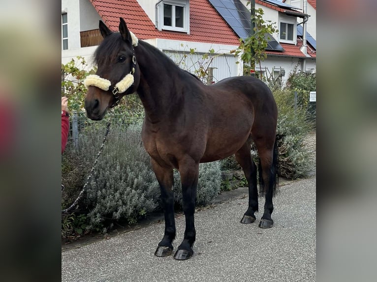 Heavy Warmblood Mix Gelding 12 years 16,1 hh Bay-Dark in Bretten