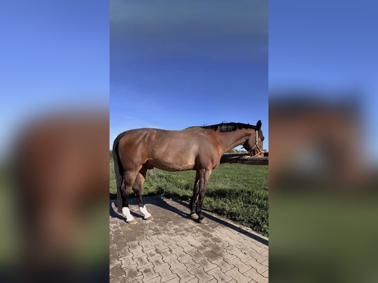 Heavy Warmblood Gelding 12 years 16.1 hh  in Bischheim