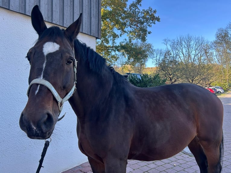 Heavy Warmblood Gelding 12 years 16,3 hh Brown in Ostfildern