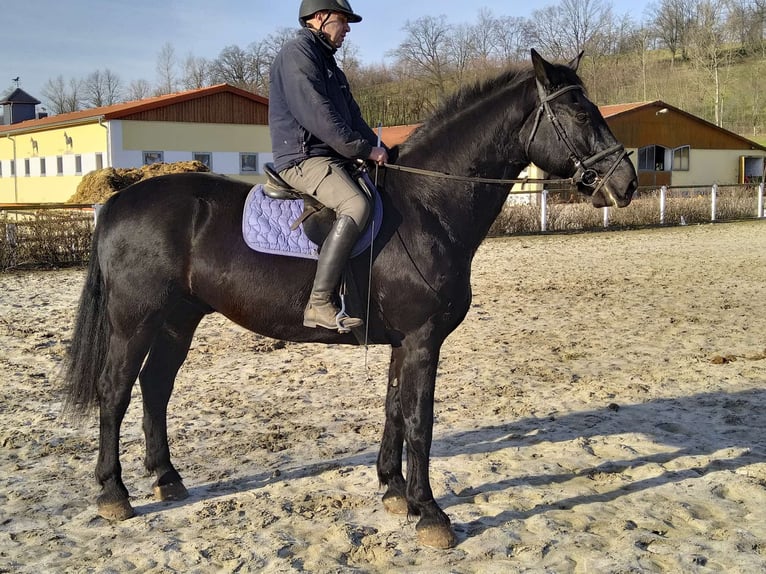 Heavy Warmblood Gelding 12 years 17 hh Black in Kamenz