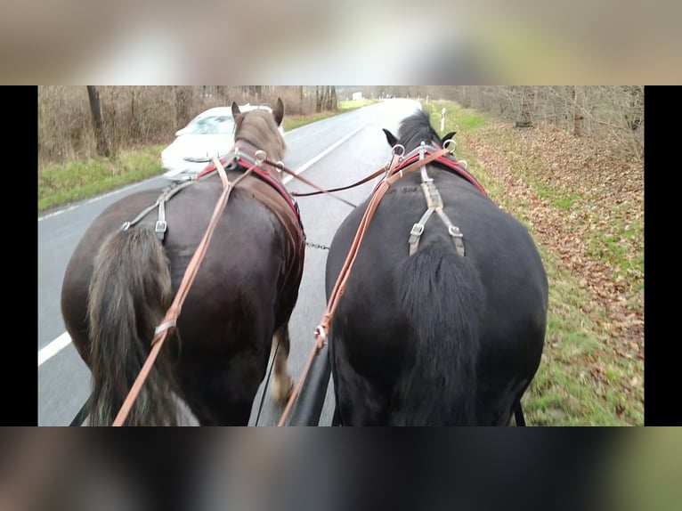 Heavy Warmblood Gelding 12 years 17 hh Black in Kamenz