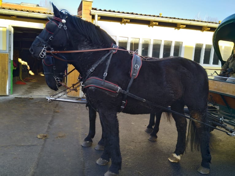 Heavy Warmblood Gelding 12 years 17 hh Black in Kamenz